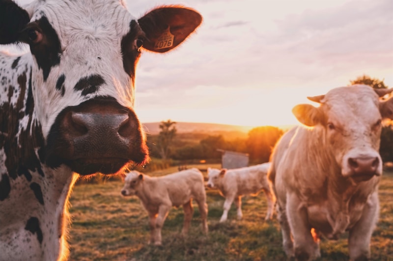 Animals & Livestock
